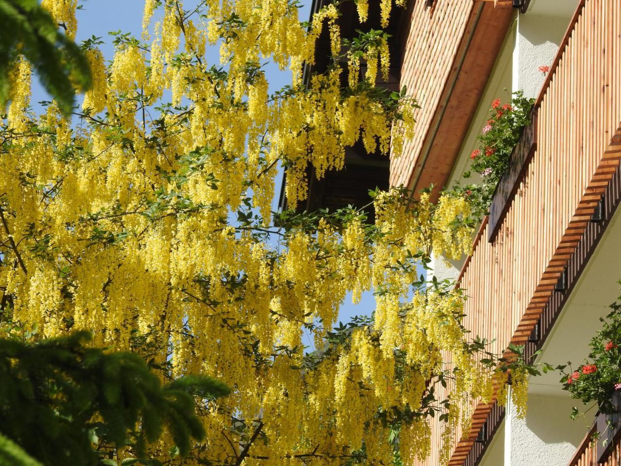 Hotel Garni Tannleger B&B Brand  Zewnętrze zdjęcie